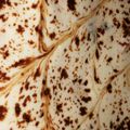 صورة من همسس المحبهه، شاركها بعد تجربة وصفة حلى بارد سهل ولذيذ 🍮🍴