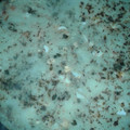 El cooksnap de ♡♡Mayritha♡♡ cuando hizo Pastel de papa.