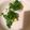 El cooksnap de Carlos cuando hizo Huevo pasado por agua con cilantro.