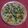 Rekha Ramchandani's cooksnap of when they made કરારી રૂમાલી રોટી (Karari Rumali Roti Recipe in Gujarati).