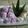 Cooksnap dari Aqeela Ibnu untuk resep Klepon Buah Naga