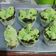 Cooksnap dari tennyami untuk resep Bolu Pandan Kukus MEKAR Simple