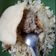 Cooksnap dari Nia d'Kitch untuk resep Nasi Goreng Ndeso