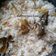 Cooksnap dari dapur Airin untuk resep Nasi Liwet Mang Otong