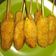 Cooksnap dari Ajeng Putri untuk resep Sempol Mie