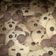 Cooksnap dari Prima Nararya untuk resep Doggie Cookies