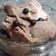 Cooksnap dari Deby Miranti untuk resep ICE CREAM COKELAT homemade