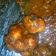 Cooksnap dari Joey Parker untuk resep Ayam semur medan