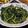 秉珊媽Plenty 的 燙地瓜葉 cooksnap