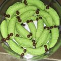 Cooksnap dari Endah Setiya untuk resep Nastar Ulat