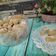 Cooksnap dari Plangi Lue.( lulu) untuk resep Putri salju keto
