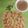 Barnali Debdas's cooksnap of when they made মশলা ধোসা (masala dosa recipe in bengali).