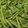 rdrexler2's cooksnap of when they made Stir Fry Garlic Green Beans.