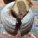 El cooksnap de gimena cuando hizo Bizcochuelo súper rico y fácil (Económico) 🤤🎂.