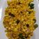 Cooksnap dari cutzamania untuk resep Serundeng Jagung