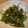 Genna's cooksnap of when they made Padrón peppers.