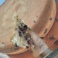 El cooksnap de July L cuando hizo Torta de manteca.