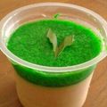 Cooksnap dari Veronica Juli untuk resep Puding lumut tanpa pandan
