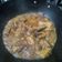 Cooksnap dari arrputri untuk resep Ayam Goreng Kalasan (ungkep air kelapa)