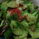 Cooksnap dari Mbu.Dhan untuk resep Tumis Balado Cuciwis/Tunas Kol