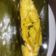 Cooksnap dari Dwi Asti untuk resep Pepes Burih (pais burih)