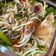 Cooksnap dari Betty Dharmawijaya untuk resep Oseng Toge dan Tahu