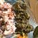 Cooksnap dari damaydamay untuk resep Lapis Daging Surabaya