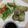 Sandra's cooksnap of when they made Chinese Cabbage Wrap.