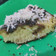 Cooksnap dari Melani Febriana untuk resep Terang Bulan Sarang cantik