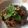 รูป Cooksnap ของ kanjanawan kamhom เมื่อเขาทำ น้ำตกสามชั้น(pork belly)