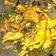 Cooksnap dari Sofhia LowRenst untuk resep Ayam Kecap Padang