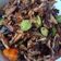Cooksnap dari olivia oip untuk resep Pindang tongkol balado
