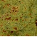 Deepti Kiran Patil's cooksnap of when they made पालक पराठा (palak paratha recipe in marathi).