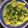 Dipika Bhalla's cooksnap of when they made Khandvi.