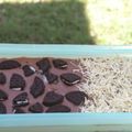 Cooksnap dari Naura Rahman untuk resep Oreo Cheese pudding with chocolate