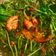 Cooksnap dari Handayani untuk resep Tumis Daun Ubi