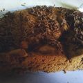 Cooksnap dari Noveria Bahri untuk resep Brownis 2 telur
