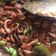 Cooksnap dari Yemia Widya Purnama untuk resep Sambal Pete Cumi