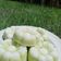 Cooksnap dari Arviana Ratih Hapsari untuk resep Putu ayu anTi gagal lembuut bingiiitzzw