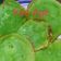 Cooksnap dari Sherin kitchen untuk resep Kue Ape