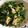 68winnie 的 菠菜炒蛋 cooksnap