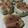 El cooksnap de Mileth cuando hizo Muffins de Banana y chocolate.