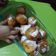 Cooksnap dari Arini Gumilang untuk resep Sate Donat Empuk No Ulen, No Telur, No Mentega