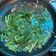 Cooksnap dari Laura Novianty untuk resep Cah Daun Ginseng