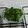 El cooksnap de Isabel Marcos Martin cuando hizo Brócoli al vapor con salsa agría y nueces - veggie.