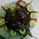 Cooksnap dari Nyonya Wawan untuk resep Ikan Bawal Bakar