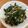 Cooksnap dari Elisabeth Anastasia untuk resep Oseng daun pepaya jepang teri nasi