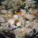 Cooksnap dari Devia Rahma Wati untuk resep Sop kimlo bakso jamur kuping