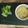 Cooksnap de Lo Reine sur la recette Crumble courgettes poireaux parmesan