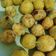 Cooksnap dari Anna.dna untuk resep Bola bola Ubi Lumerrr